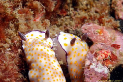 Pair of nudibranchs, Risbecia pulcella. Picture taken off... by Anouk Houben 